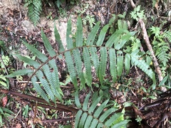 Gymnosphaera podophylla