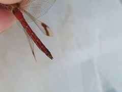 Sympetrum pedemontanum