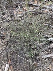 Rhamnaceae