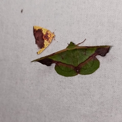 Fascellina plagiata
