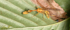 Mantispinae