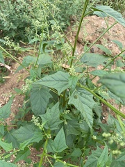 Chenopodiastrum hybridum