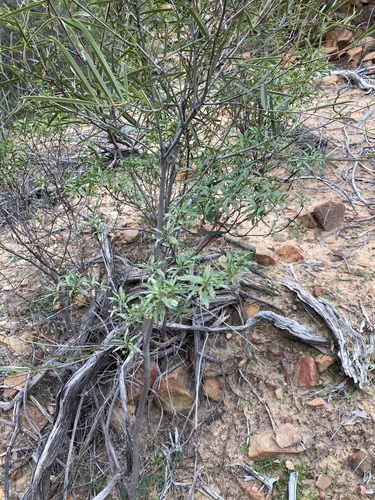 Image of Eremophila serrulata by (c) Thomas Mesaglio, some rights reserved (CC BY)