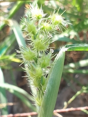 Cenchrus longispinus