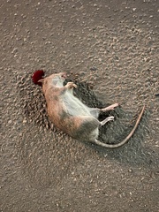 Rattus norvegicus