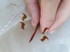 Sympetrum pedemontanum