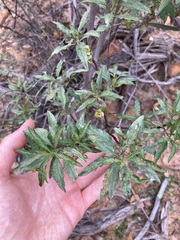 Eremophila