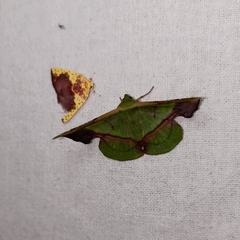Fascellina plagiata