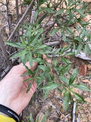 Eremophila