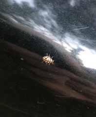 Tytthaspis sedecimpunctata