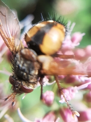 Tachina fera
