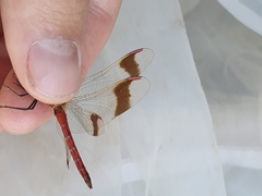 Sympetrum pedemontanum