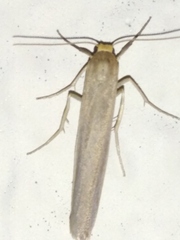 Eilema