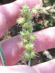 Cenchrus longispinus