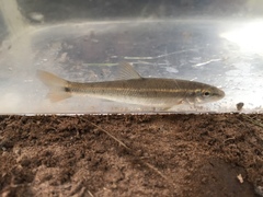 Campostoma oligolepis