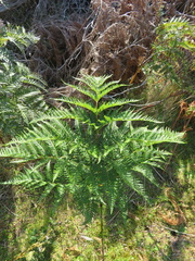 Pteridium esculentum