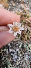 Rosularia alpestris