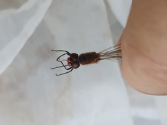 Sympetrum pedemontanum