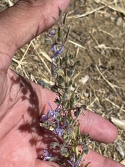 Trichostema lanceolatum
