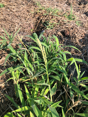 Digitaria sericea