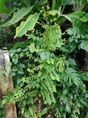 Phyllanthaceae