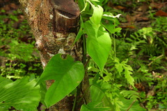 Epipremnum pinnatum