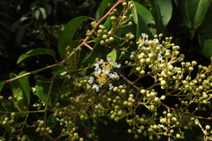 Lagerstroemia subcostata