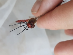 Sympetrum pedemontanum