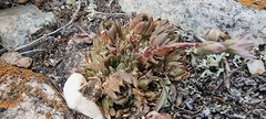 Rosularia alpestris