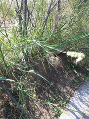 Cenchrus longispinus