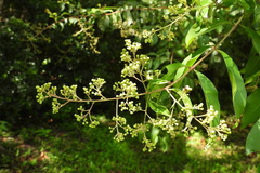 Lagerstroemia subcostata