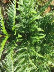 Pteridium esculentum