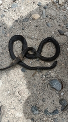 Hierophis viridiflavus