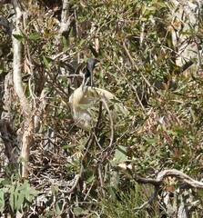 Threskiornis molucca