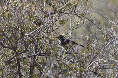 Pyrrholaemus brunneus