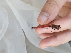 Sympetrum pedemontanum