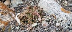 Rosularia alpestris
