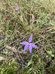 Glossodia major
