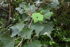 Mallotus paniculatus formosanus