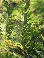 Pteridium esculentum