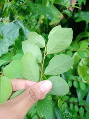 Phyllanthaceae