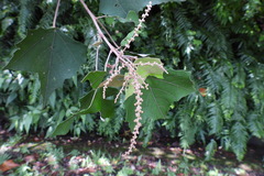 Mallotus paniculatus formosanus
