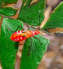 Dysdercus cingulatus