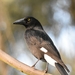 Pied Currawong - Photo (c) Taylor, some rights reserved (CC BY-NC), uploaded by Taylor