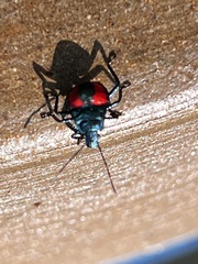 Euthyrhynchus floridanus