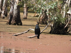 Anhinga novaehollandiae