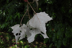 Mallotus paniculatus formosanus