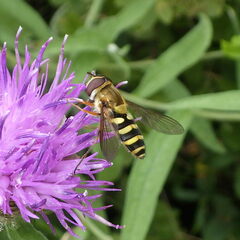 Syrphus