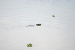 Varanus salvator macromaculatus