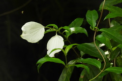 Mussaenda formosanum